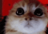 RAGEY emote