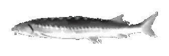 Joeler emote