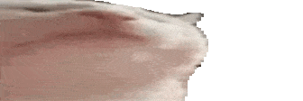 widecatJAM emote