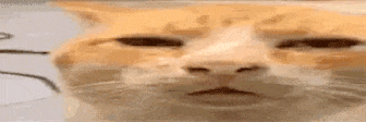 catStare emote