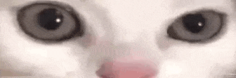 angryCat emote