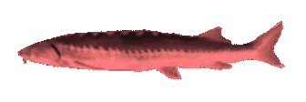 Joeljam emote