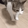 Deadge emote