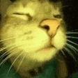 catRAVE emote