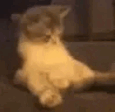Kokk emote