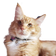 BigOrange