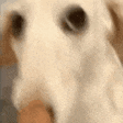BITFRUITY emote