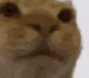 LMAOOO emote