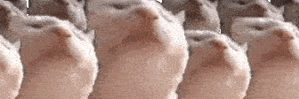 catJAMparty emote