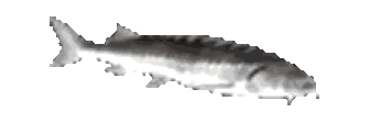 JoelCheck emote