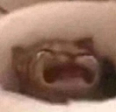 Waaaa emote