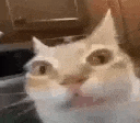 Ermm emote
