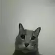 MadgeCat emote