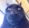 Ocat
