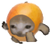 Mangocatrun