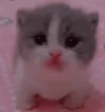 Scared emote