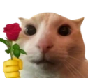 catRose emote