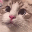 MIAU emote
