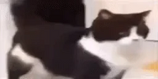 meowDance emote