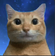NicePortrait