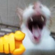 CATJAJA emote