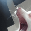 AAAAA emote