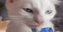 Mlem emote