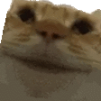 MaybeMaybe emote