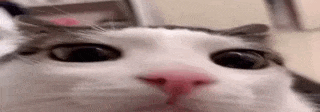 Plonk emote