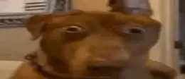 QUEE emote