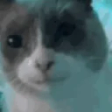 GULP emote