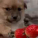 dogScared