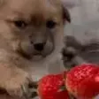 dogScared emote