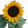 jermaSunflower