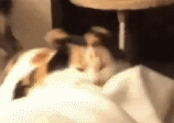 Wrrrrrr emote