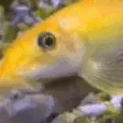 Fishahomie emote