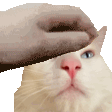 PETTHETOFU emote