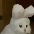 BUNNY emote