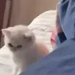 IwillBeatYoAss emote