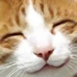 gladCat emote