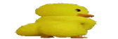 WideDuck