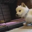 dogKiss emote