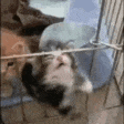 NYOOO emote