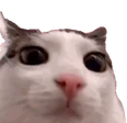 Plink emote