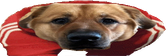 WideKaya