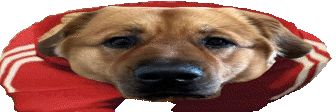 WideKaya emote