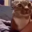 catAsking emote