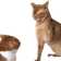 catSlap