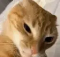 Cuhh emote