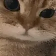 Rarr emote
